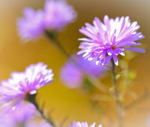 Fioletowy, Kwiat, Aster