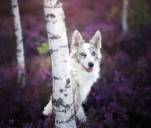 Border collie, Wrzos, Brzozy, Las