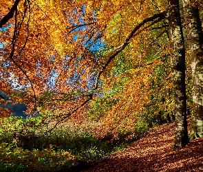 Jesień, Gałęzie, Drzewa, Las