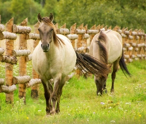 Konie, Ogrodzenie