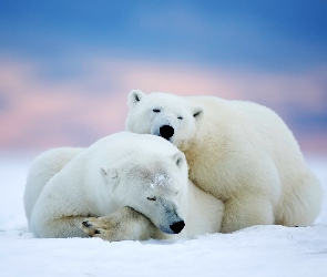 Dwa, Śnieg, Polarne, Niedźwiedzie