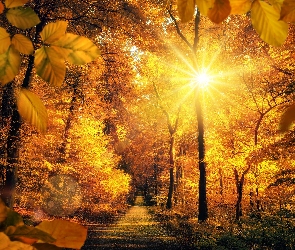 Jesień, Promienie słońca, Park, Drzewa, Liście