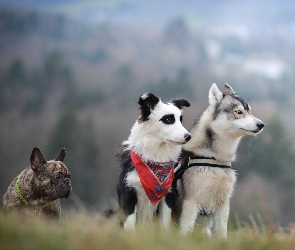 Buldog francuski, Siberian husky, Border collie