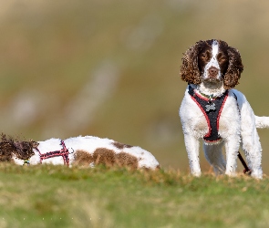 Springer spaniele angielskie