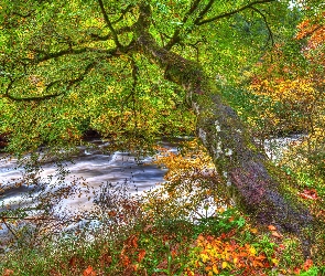 Jesień, HDR, Potok, Liście, Drzewo