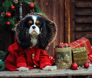 Ubranko, Choinka, Cavalier King Charles spaniel