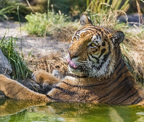 Tygrys, Kąpiel