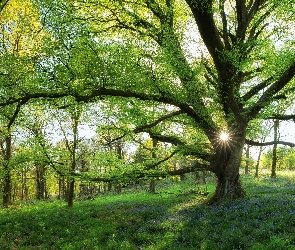 Promienie słońca, Trawa, Wiosna, Drzewa