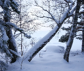 Zima, Gałęzie, Drzewa