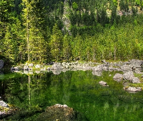 Jezioro, Kamienie, Drzewa