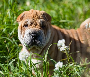 Pies, Kwiaty, Łąka, Trawa, Shar pei