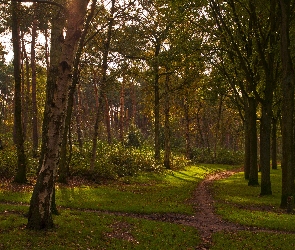 Park, Ścieżka, Las