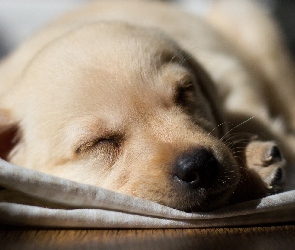 Śpiący, Labrador retriever, Szczeniak