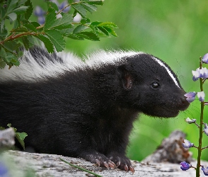 Skunks, Kwiaty