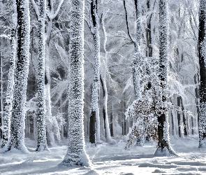 Zima, Drzewa, Przebijające światło, Las