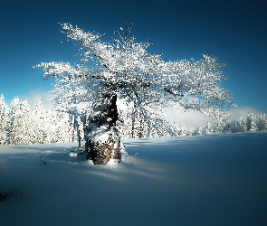 Cień, Światło, Zima, Drzewo