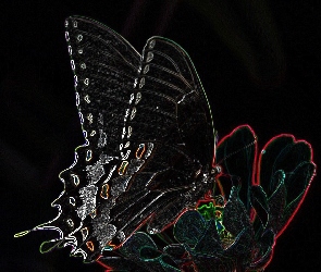 Krawędzie, Błyszczące, Motyl, Kwiat
