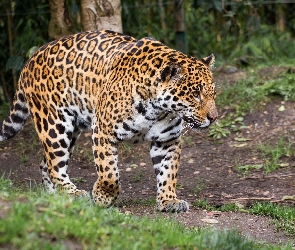 Cętki, Drzewa, Białe, Brązowe, Jaguar