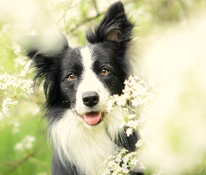 Kwiaty, Łąka, Border Collie