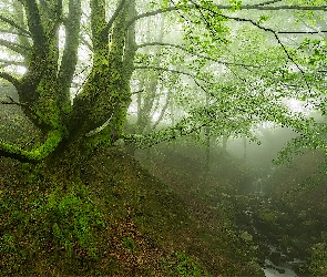 Mgła, Rzeka, Las, Drzewa