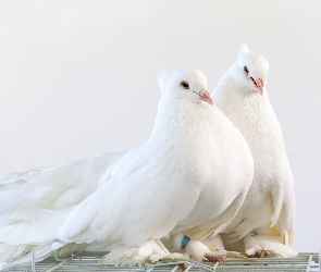 Gołębie, Białe
