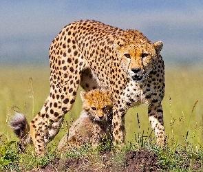 Gepard, Duży, Mały