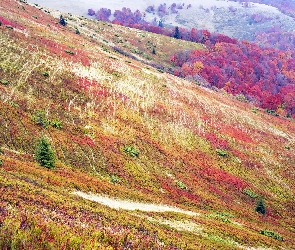 Kolorowe, Jesień, Wzgórza, Pola