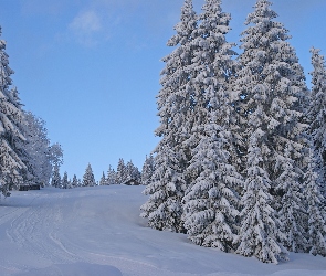 Świerki, Zima, Ośnieżone