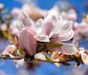 Kwiat, Magnolia, Gałązka