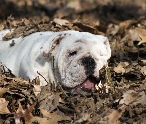 Liście, Buldog angielski