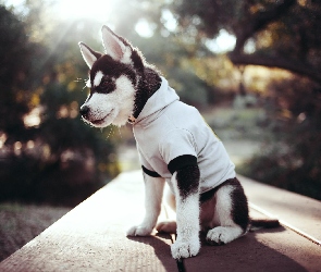 Szczeniak, Ubranie, Alaskan malamute