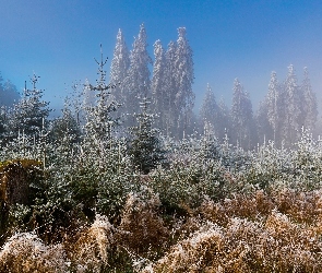 Szron, Mgła, Zima, Las