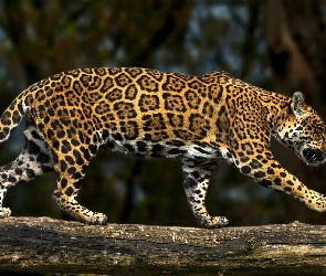 Spacer, Kłoda, Jaguar
