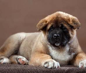 Szczeniak, Akita amerykańska, Leżący