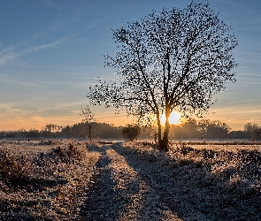 Pole, Wschód słońca, Trawy, Szron, Drzewa