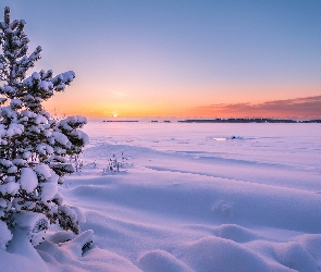 Zima, Zachód słońca, Śnieg, Drzewo