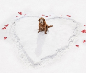 Serce, Golden Retriever, Śnieg