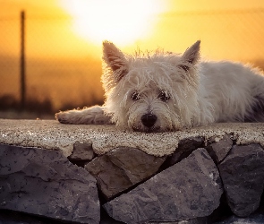 Murek, Słońce, West Highland White terrier
