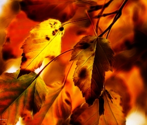 Jesienne, Liście, Fractalius