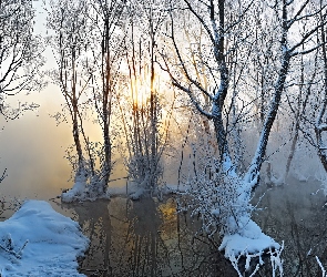 Bagno, Drzewa, Promienie słońca, Śnieg, Mgła, Zima