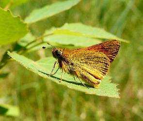 Liść, Karłątek kniejnik, Owad, Motyl