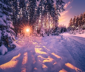 Zima, Śnieg, Promienie słońca, Drzewa, Droga, Las