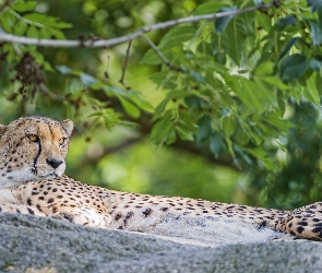 Rośliny, Skała, Leżący, Gepard