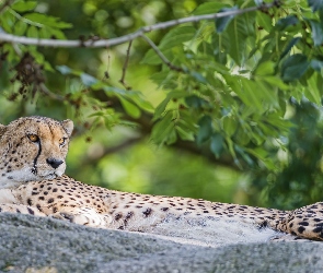 Leżący, Rośliny, Skała, Gepard