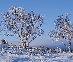 Śnieg, Rośliny, Zima, Drzewa