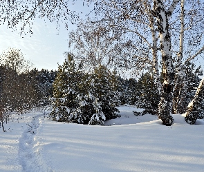 Zima, Las, Brzozy, Ścieżka