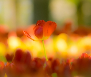 Tulipan, Rozmyte tło