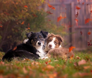 Owczarek australijski-australian shepherd