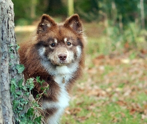 Fiński lapphund, Drzewo, Bluszcz