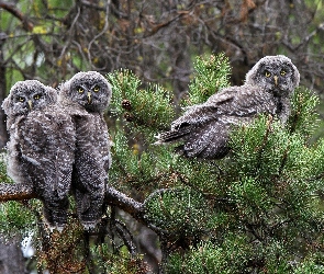 Sowy, Drzewo, Włochatki